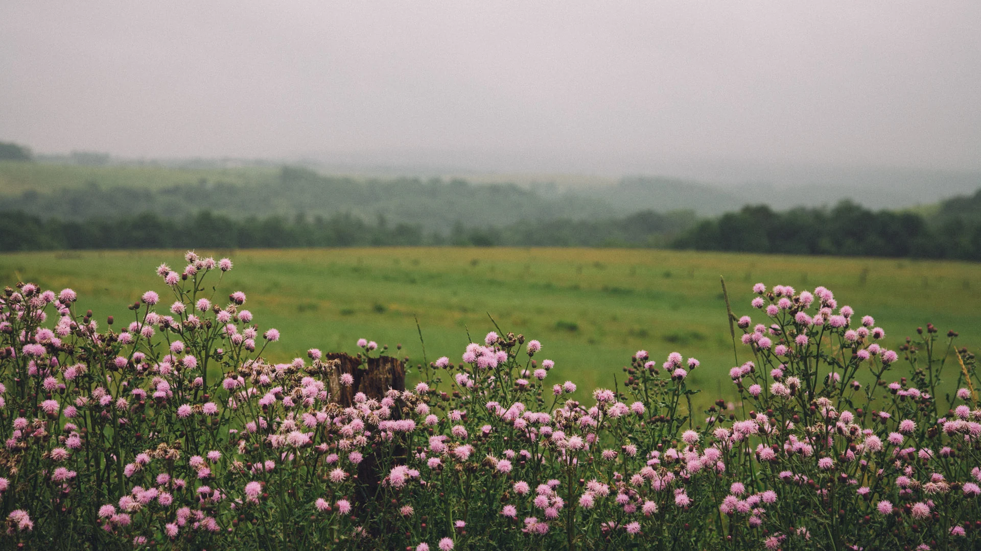 Pink wildflowers in front of rolling fields and misty hills