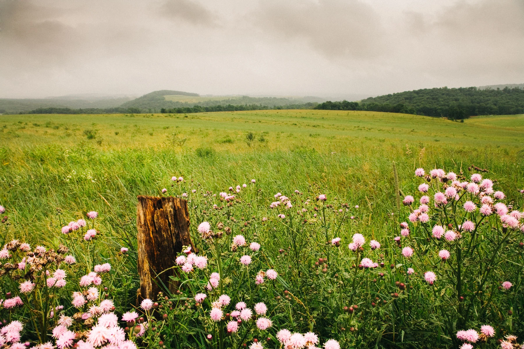 A fence post among pink wildflowers in a green field under grey cloud