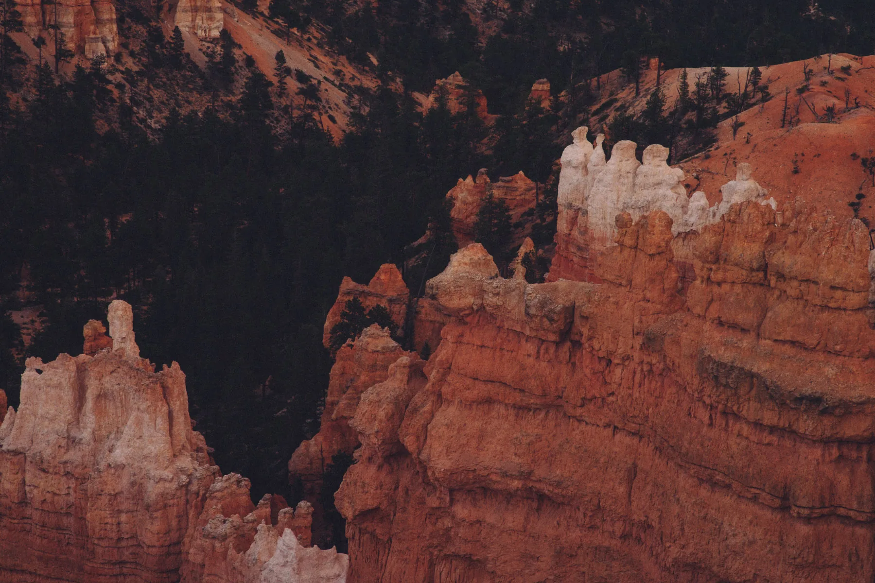 White-capped hoodoos glowing above dark pines
