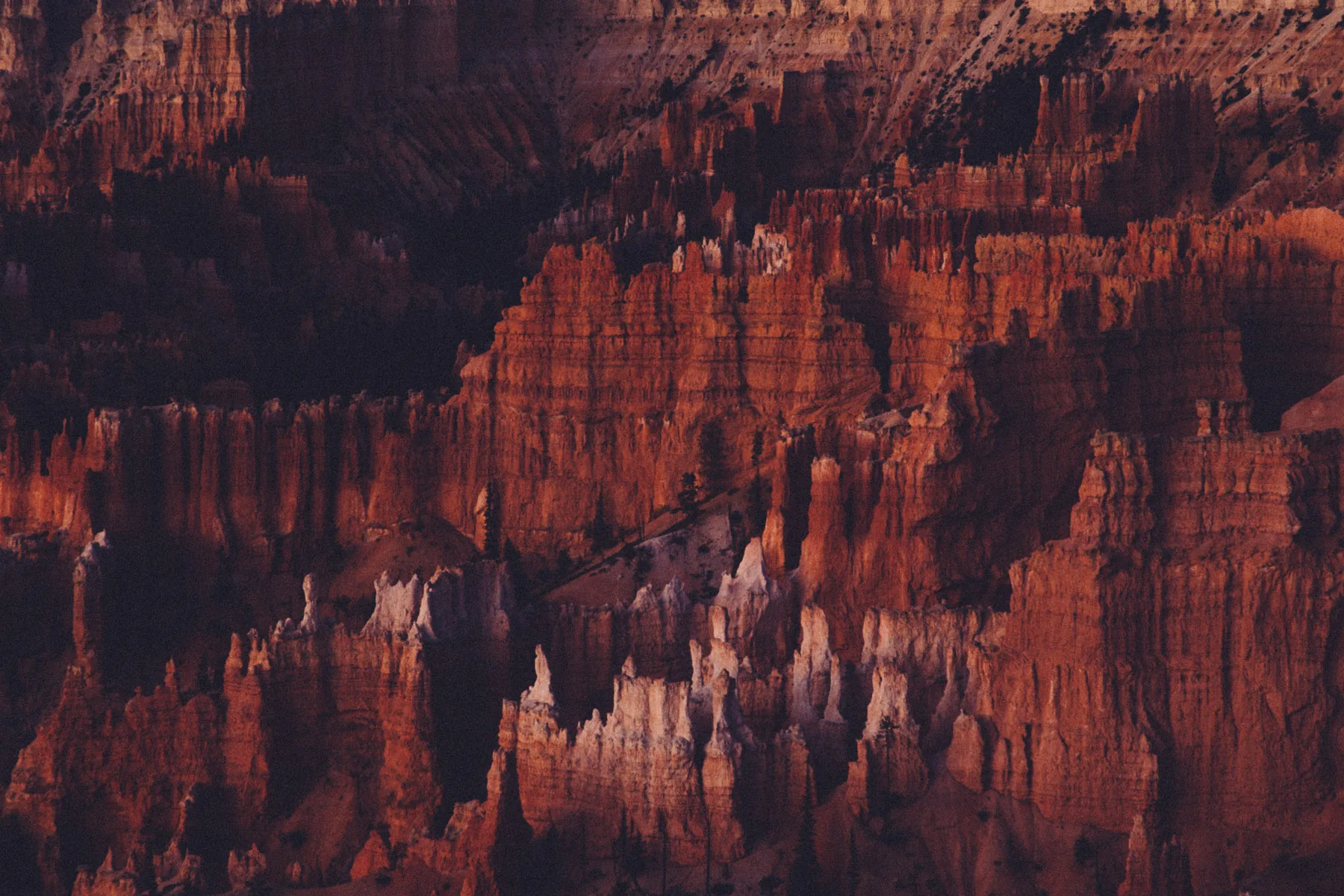 First light touching the hoodoos below Sunrise Point