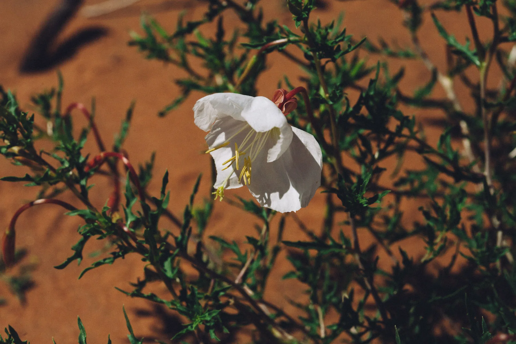 A white evening primrose against the pink sand