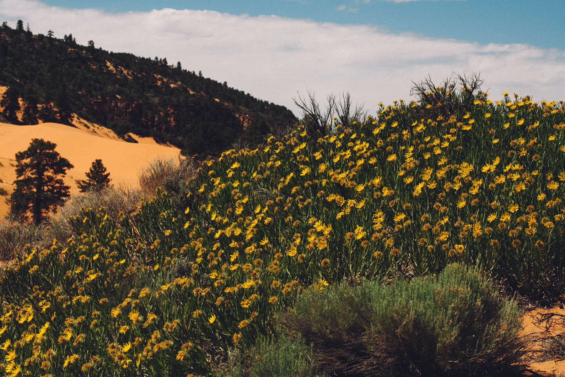 Yellow wildflowers covering a slope at the edge of the dunes