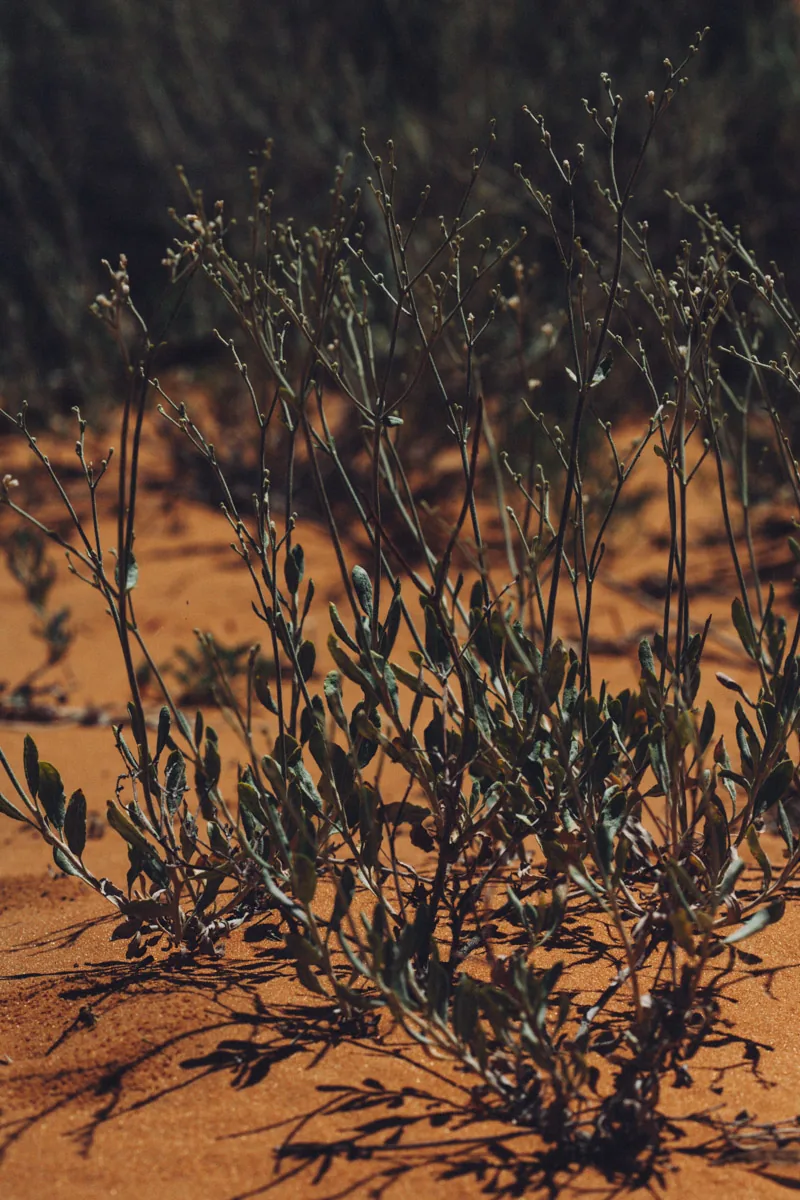 A silvery desert shrub growing from the sand