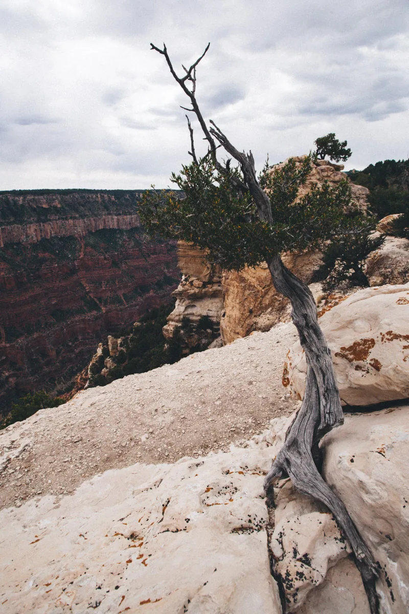 A twisted dead tree clinging to the rim