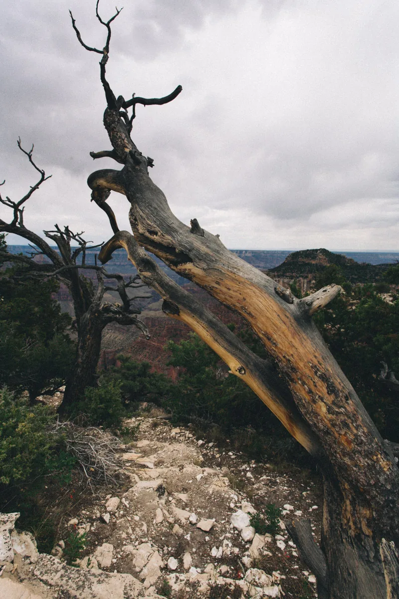 A weathered snag reaching over the canyon