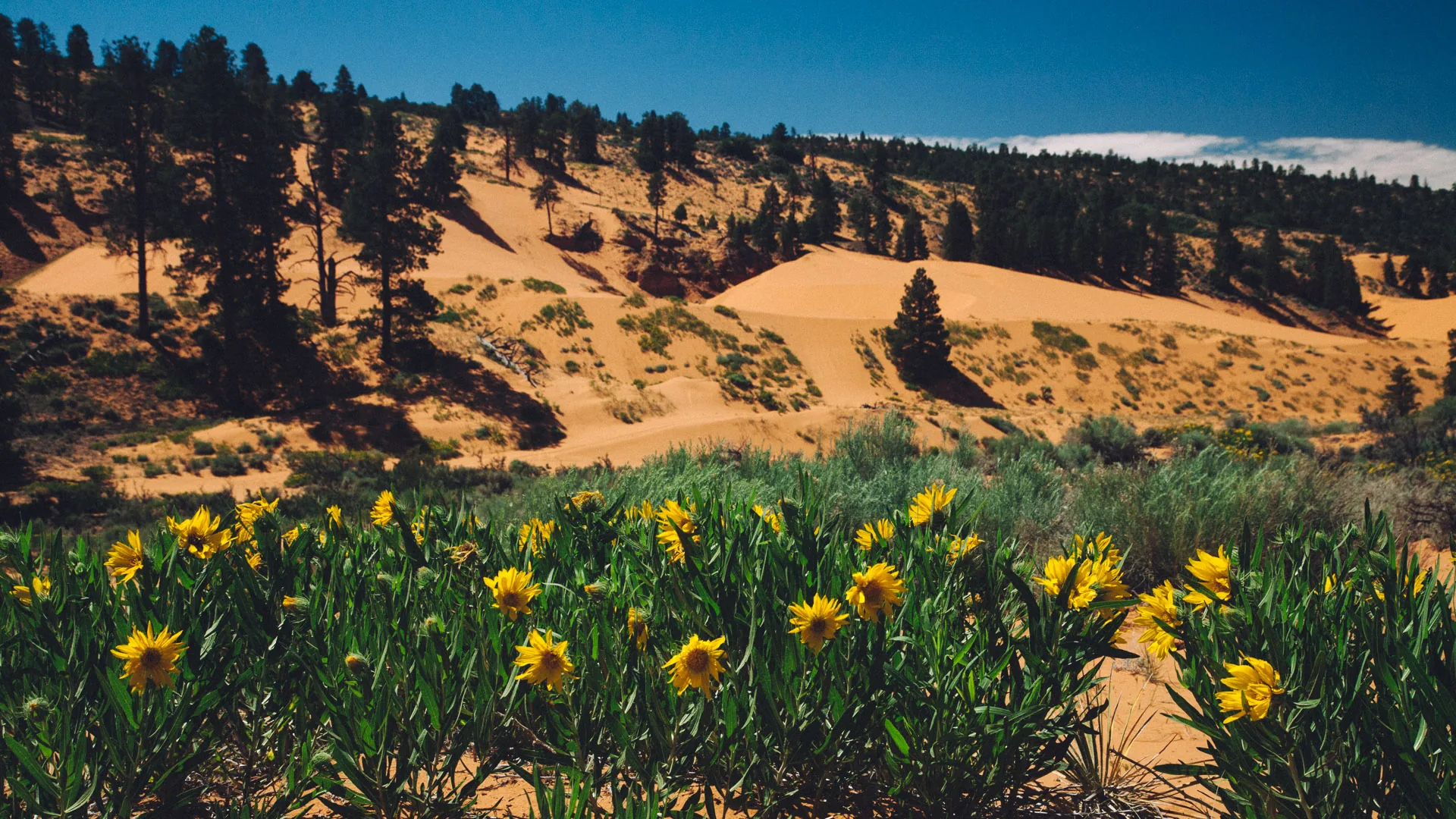 Sunflowers in front of the dunes and ponderosa pines