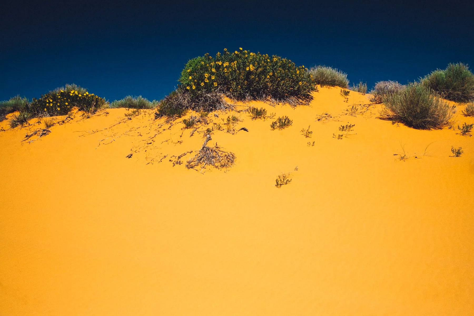 A dune of coral pink sand topped with flowering shrubs under a deep blue sky