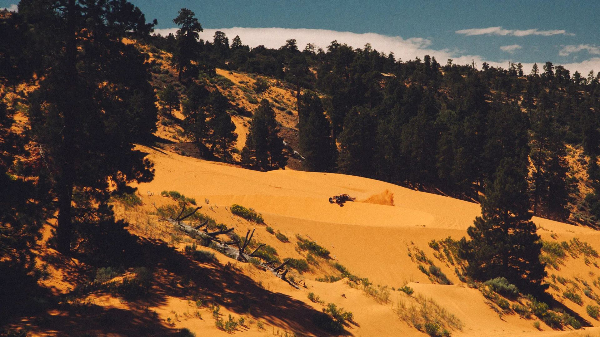 Pines casting long shadows over the coral pink dunes