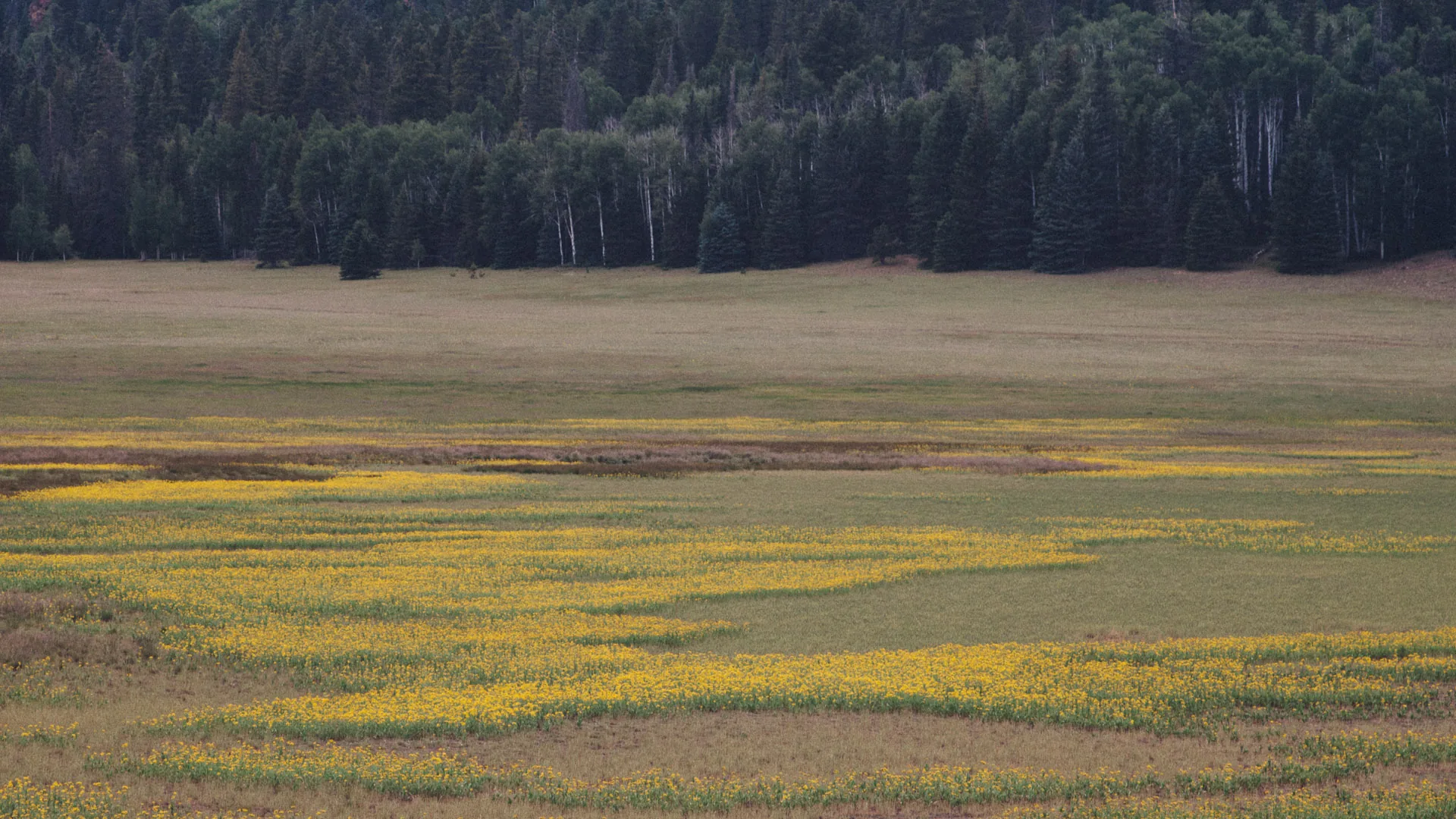 A meadow of yellow wildflowers below a dark forest edge