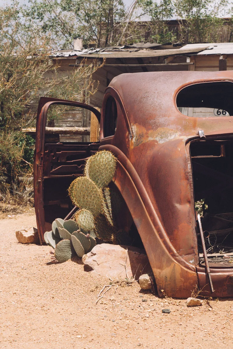 A rusted car shell with a cactus growing through it