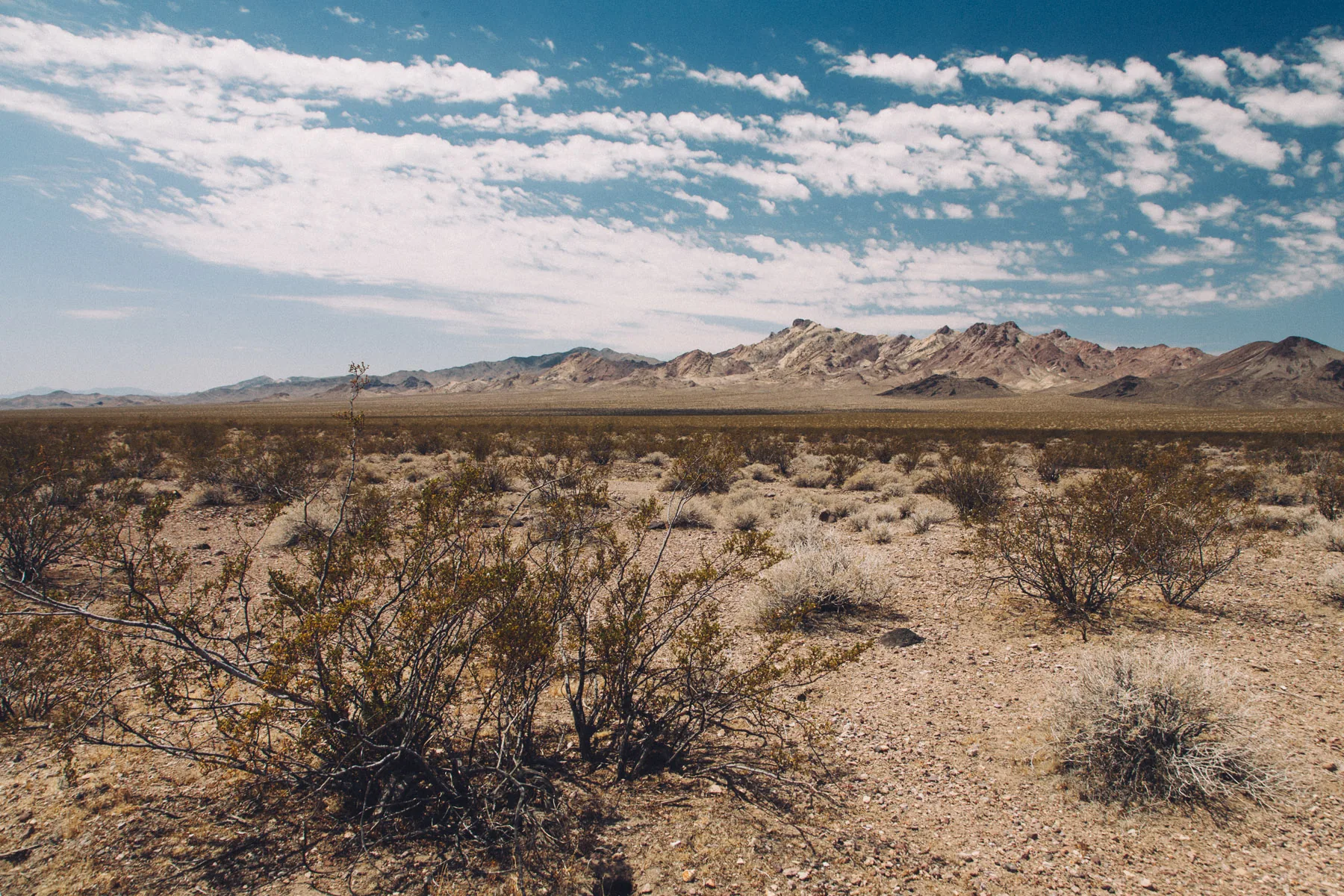 Creosote bushes on the desert floor below rugged mountains