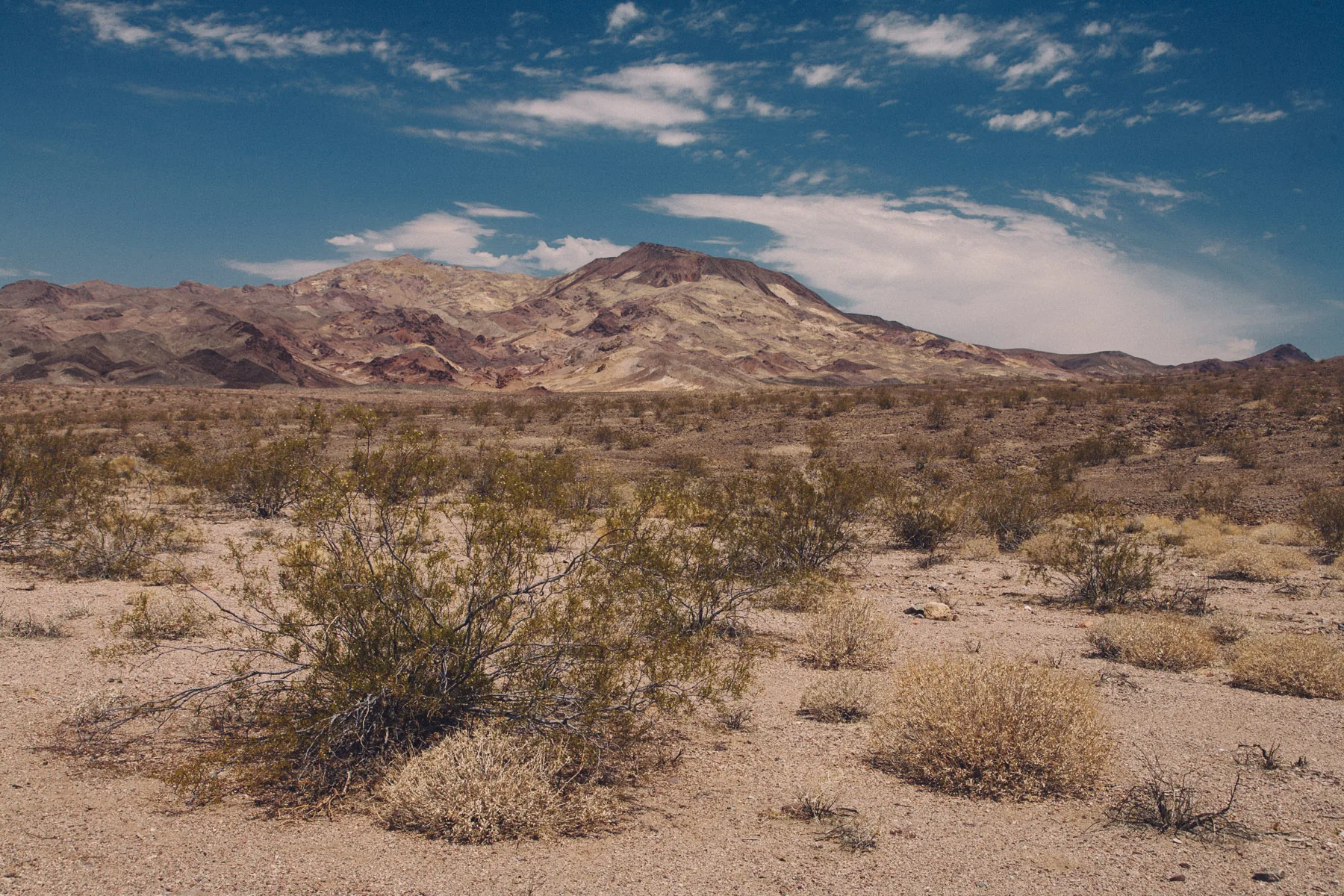 Desert scrub in front of a reddish mountain