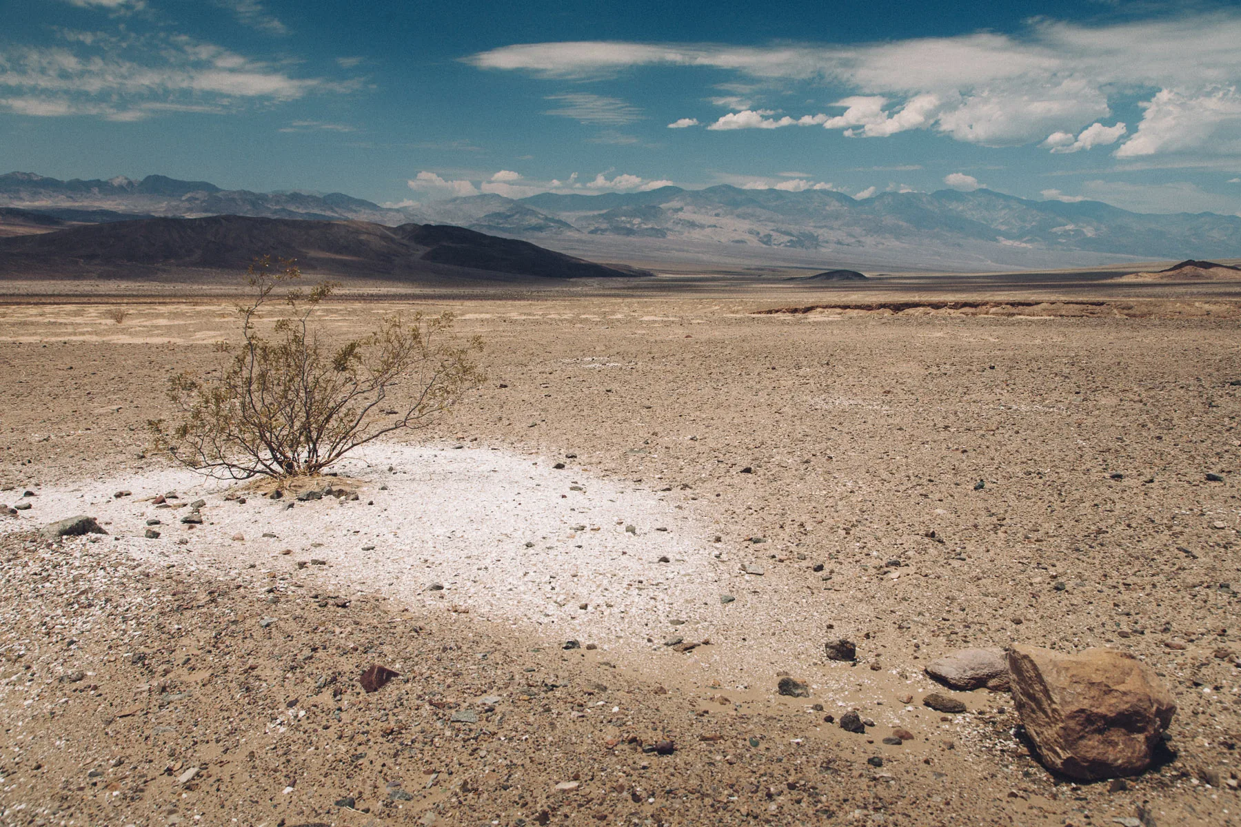 A white salt patch around a lone bush on the desert floor