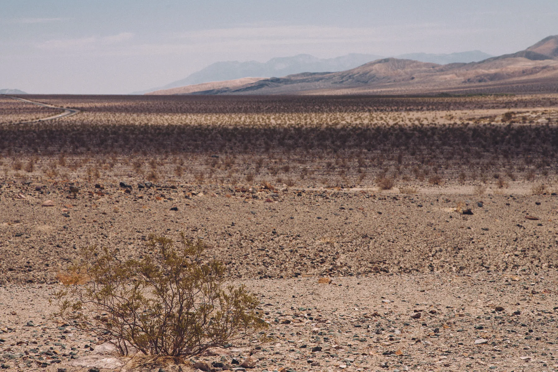 A creosote bush on the vast stony valley floor
