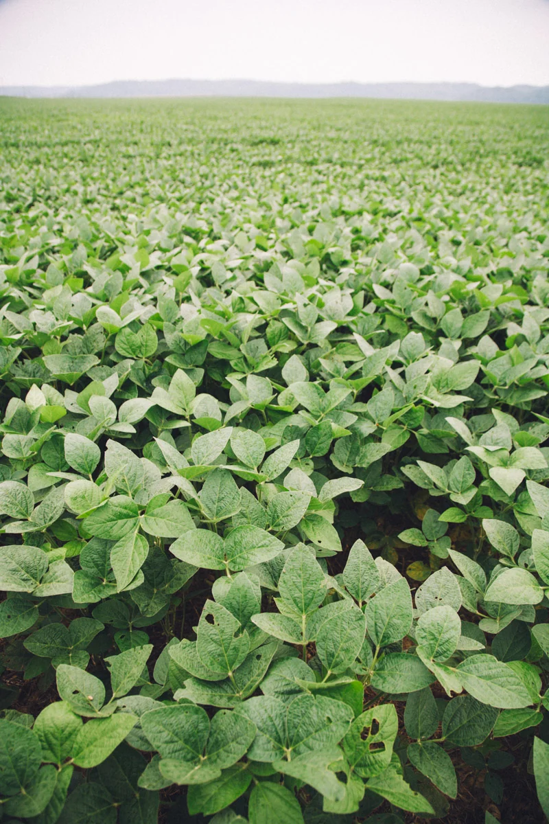 Rows of young plants filling a field