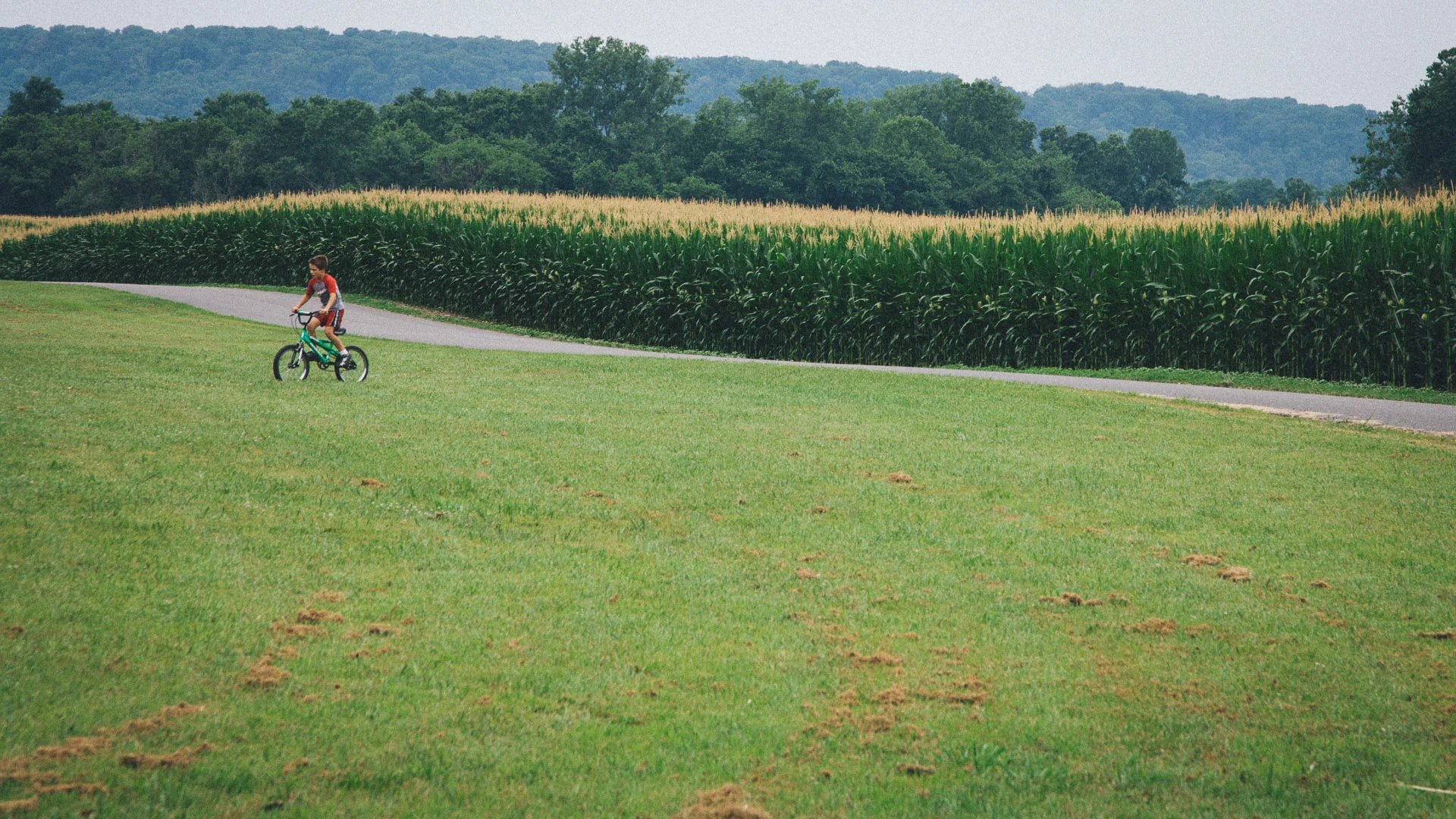 A child cycling along a path beside a cornfield
