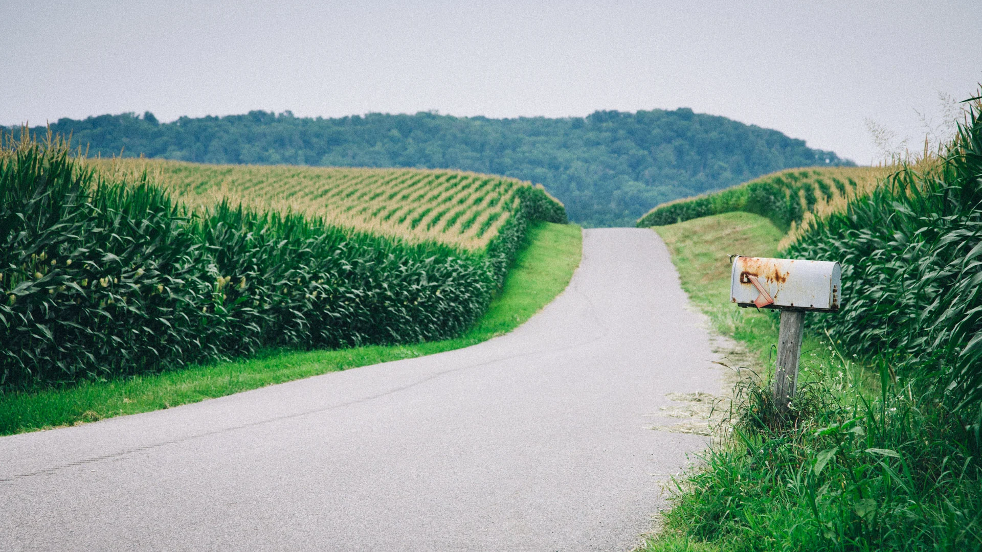 A country lane curving between fields of corn