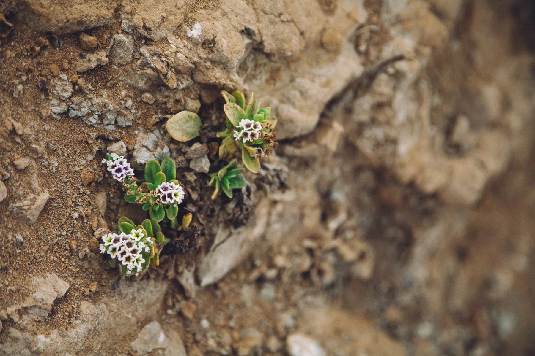 Small white flowers growing from a crack in the rock