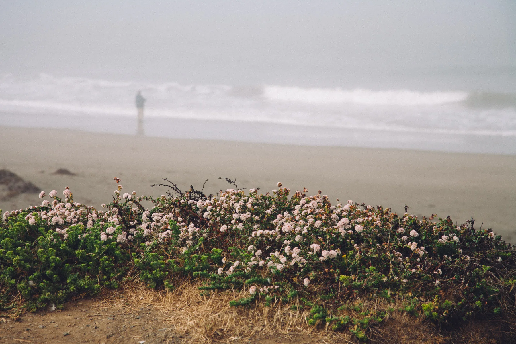 A lone figure on a foggy beach beyond flowering shrubs
