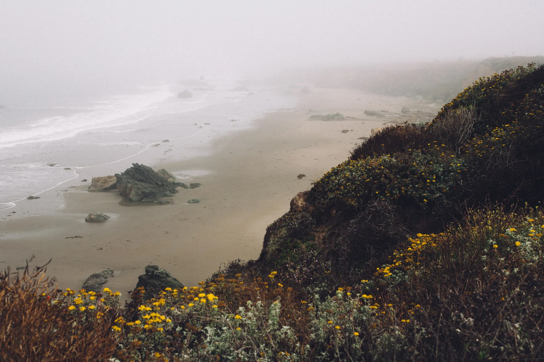 The fog-covered coastline below a bluff with wildflowers