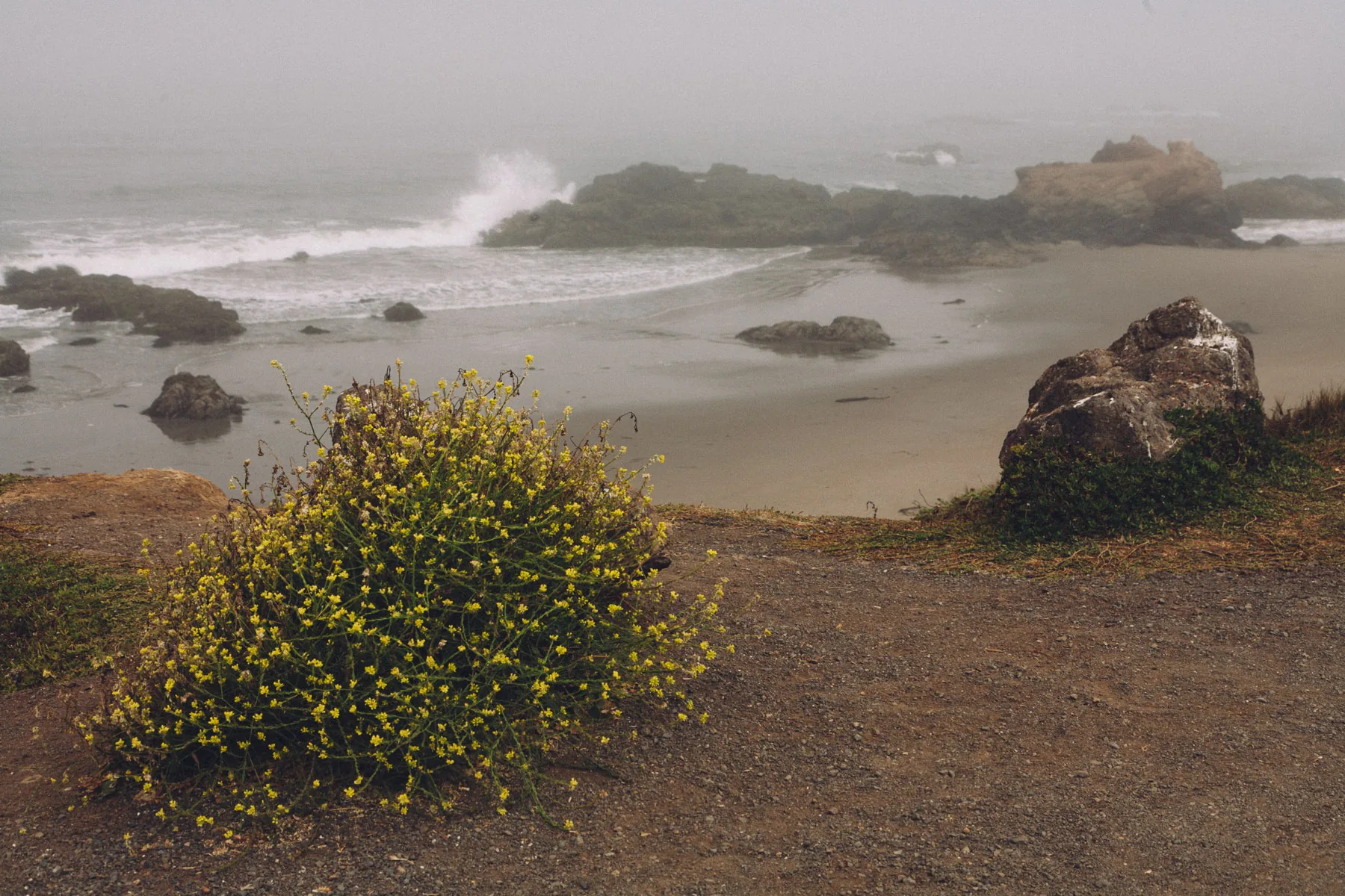 A yellow bush and rocks above the misty surf