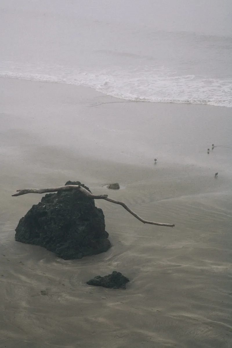 A rock and a branch on the wet sand below the cliffs