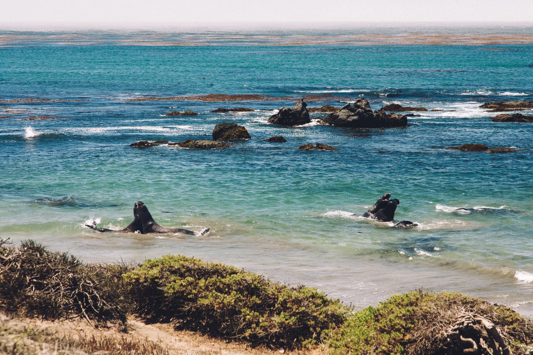 Elephant seals in the water at Piedras Blancas