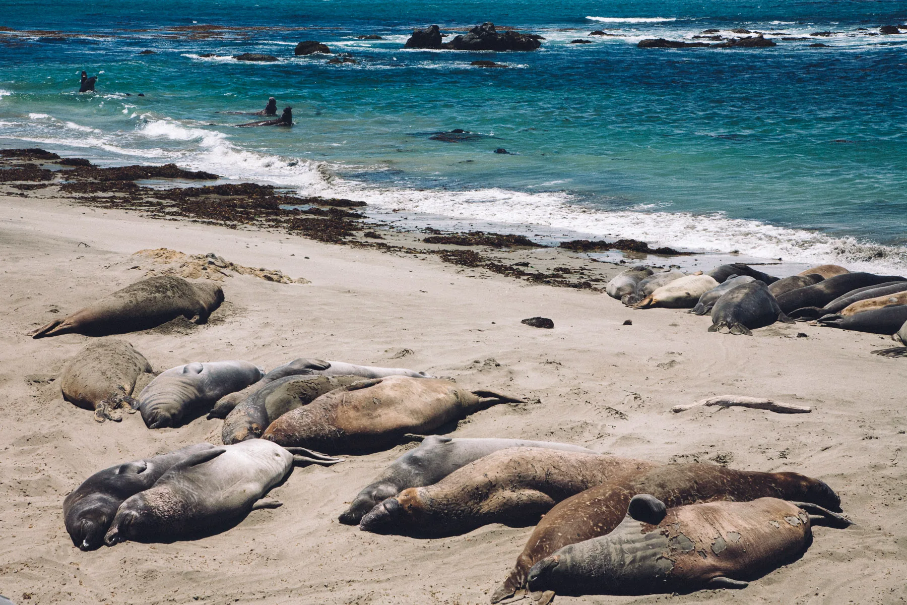 Elephant seals resting on the beach at Piedras Blancas