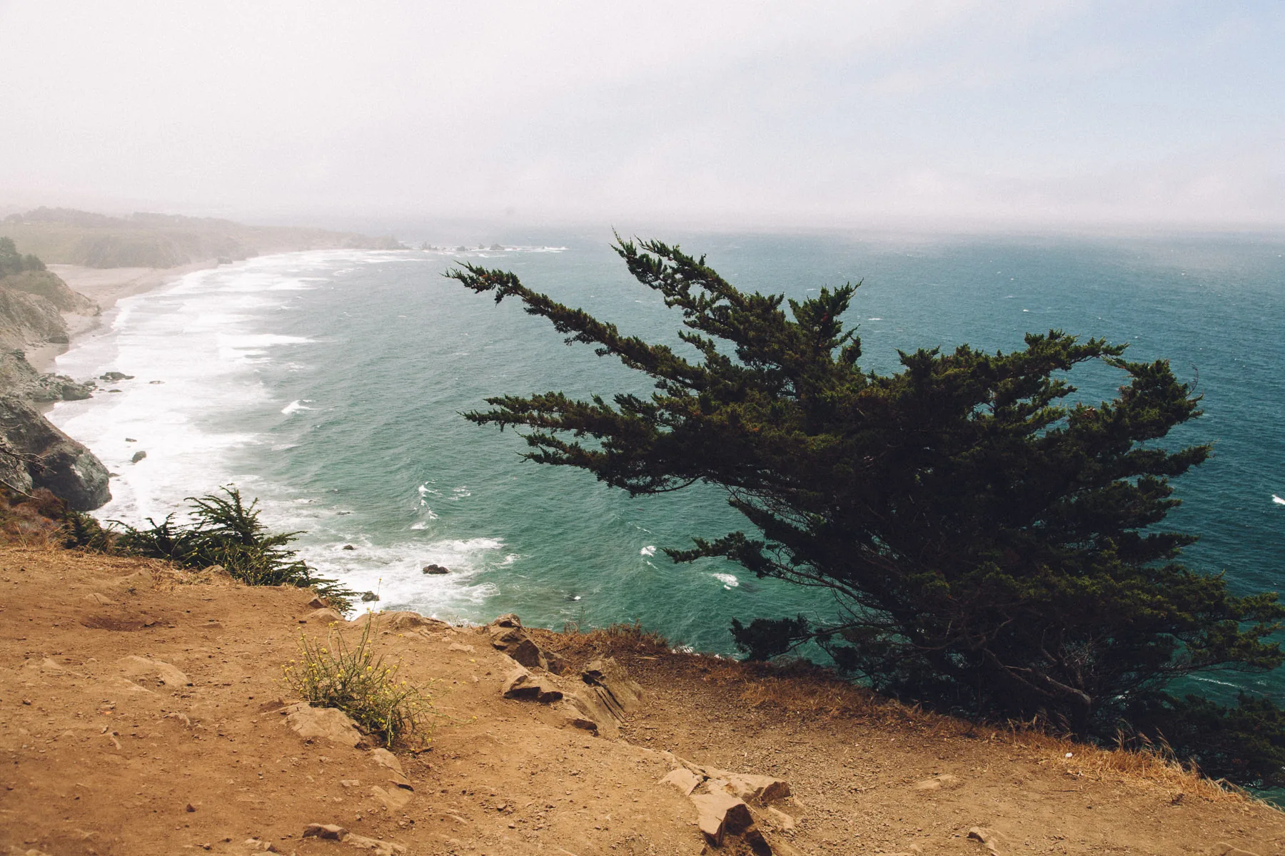 A windswept cypress above a curving beach