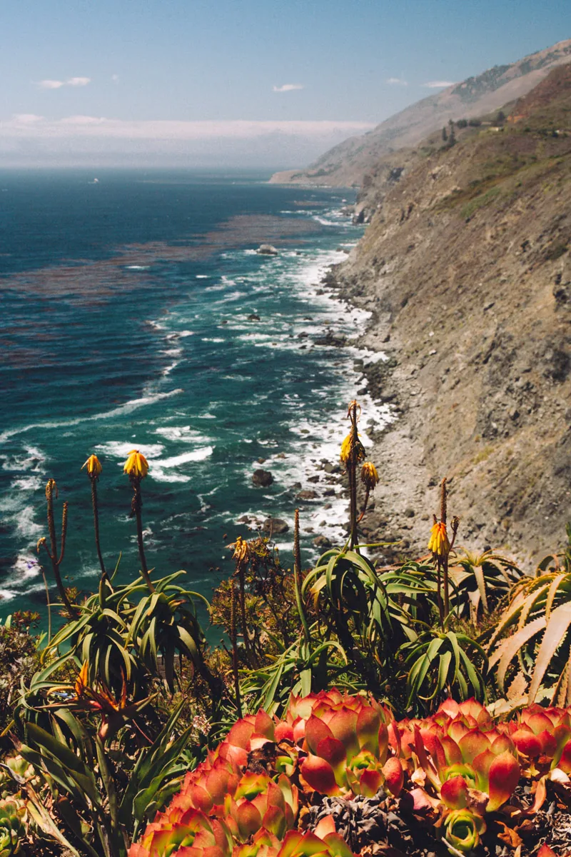 The Big Sur coast falling into the sea below aloe flowers
