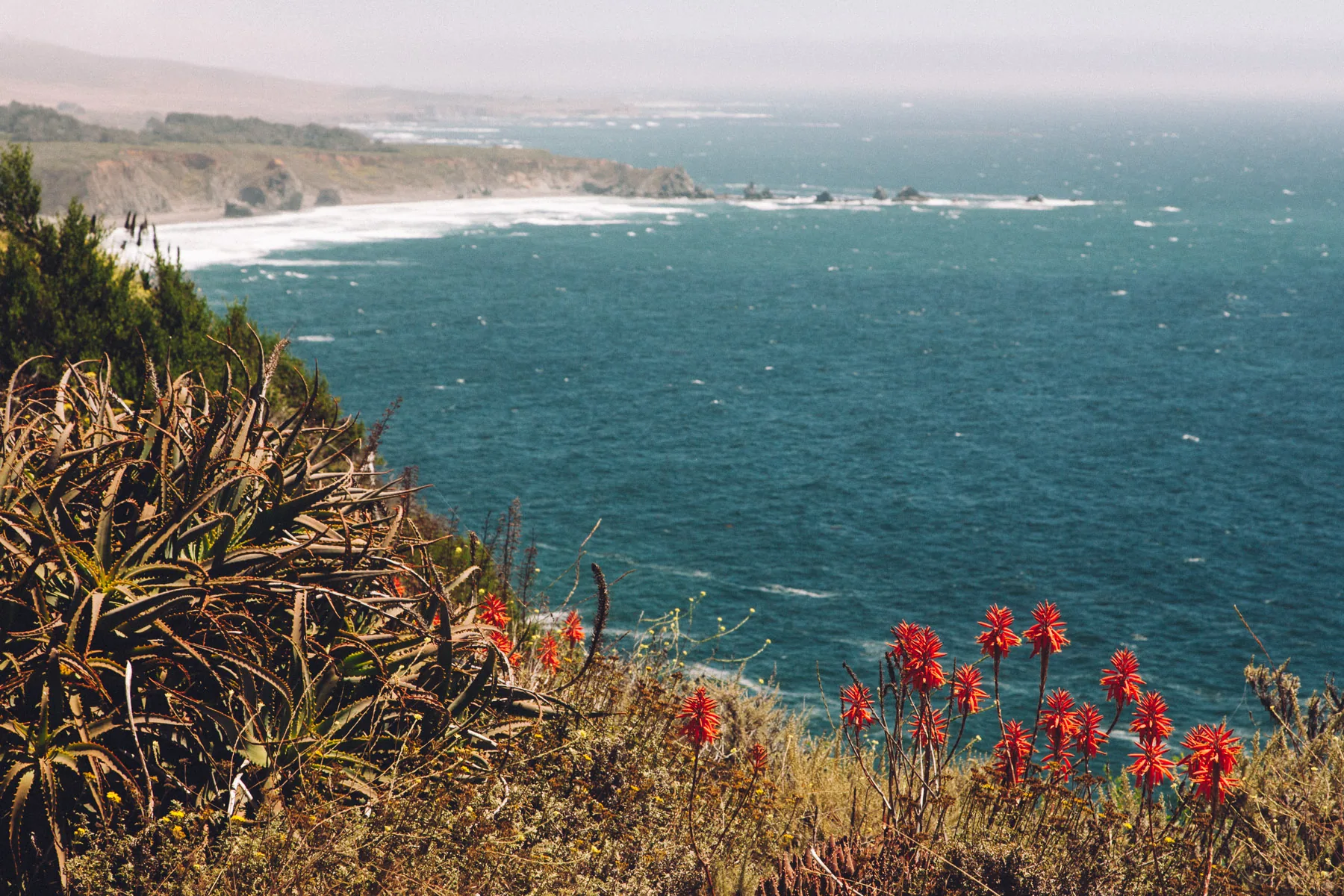 Red flowers on the slope above the ocean at Ragged Point