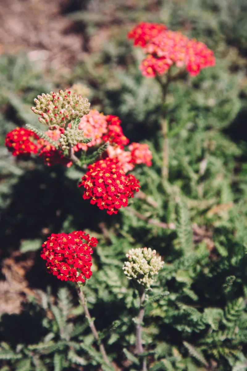 Red yarrow flowers
