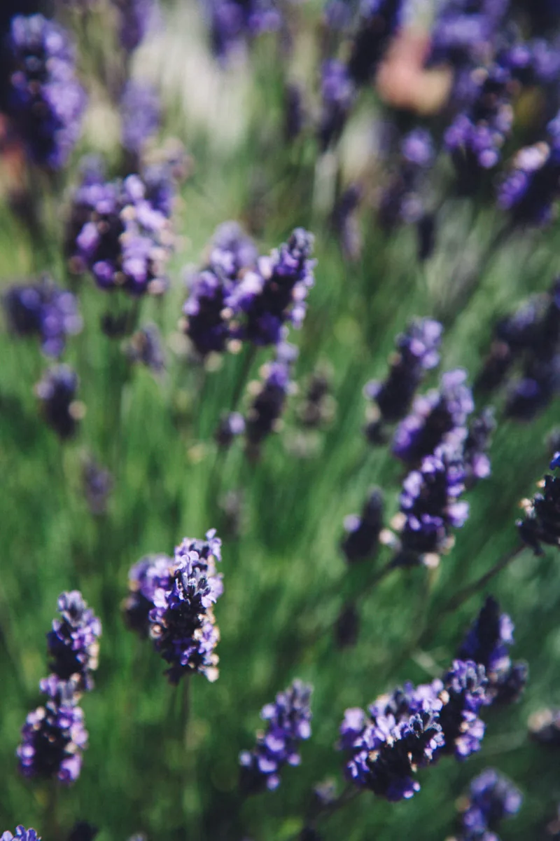 Purple lavender close up
