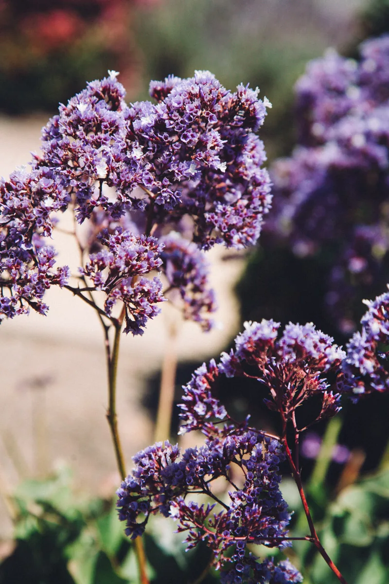 Purple statice flowers