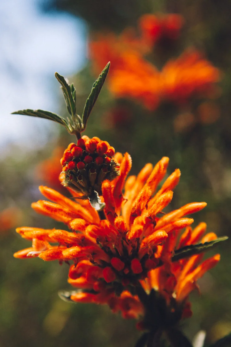 An orange lion's ear flower