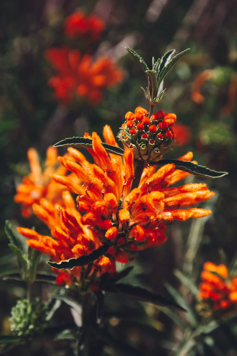 Orange lion's ear blossoms