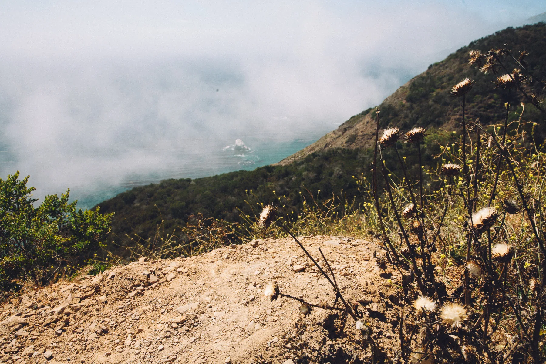 Dried thistles on a dusty slope above the fog
