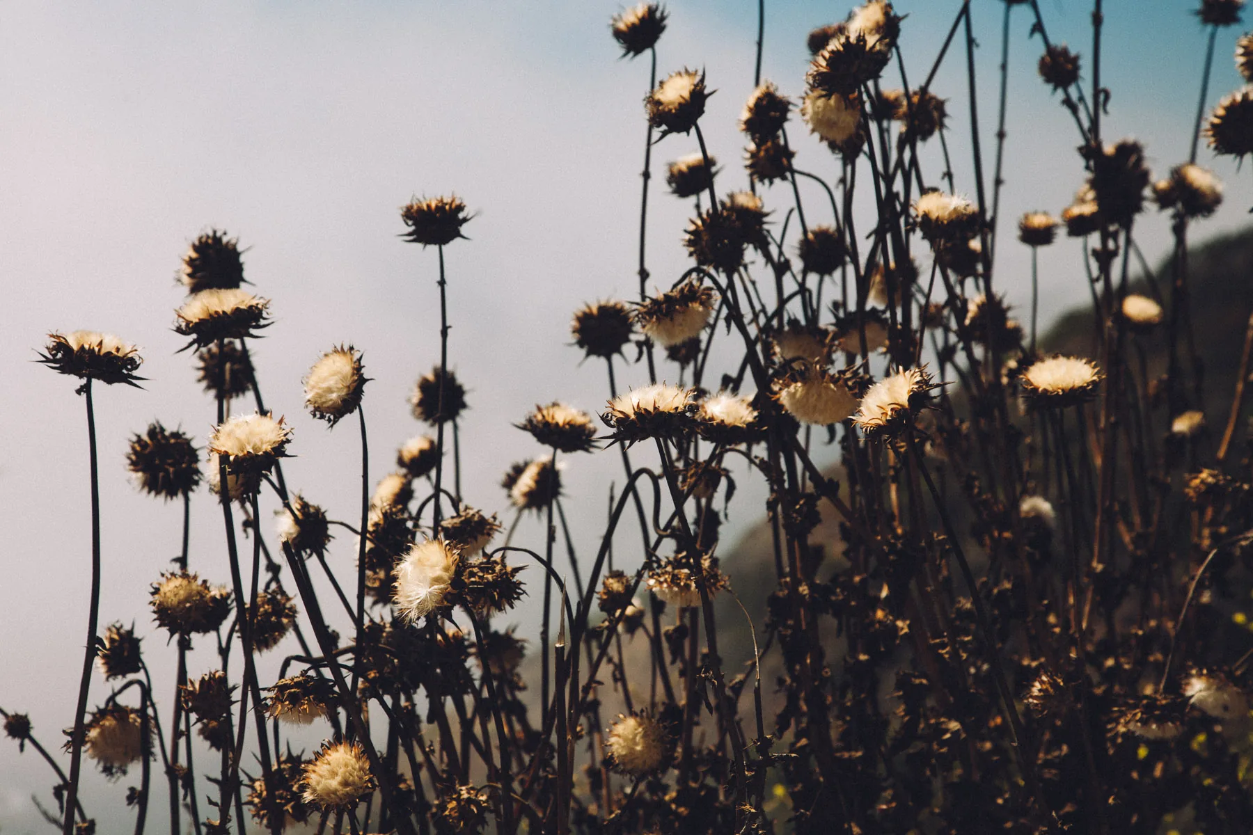 Dry thistle heads against the misty coast