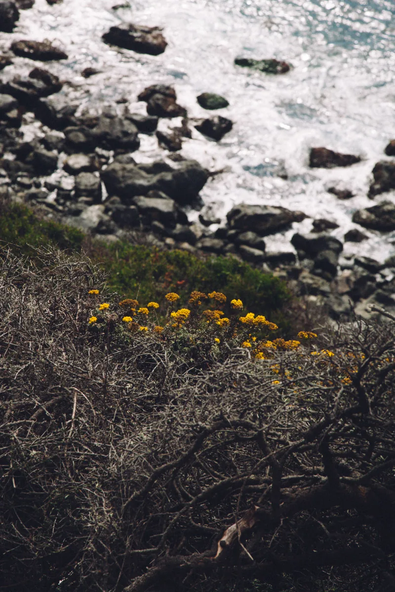 Rocks and yellow flowers above the surf