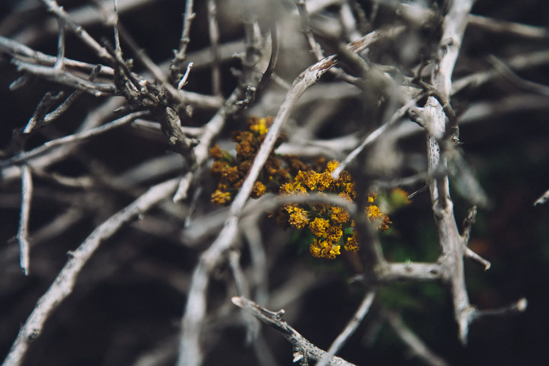 Bare grey branches around a cluster of yellow flowers
