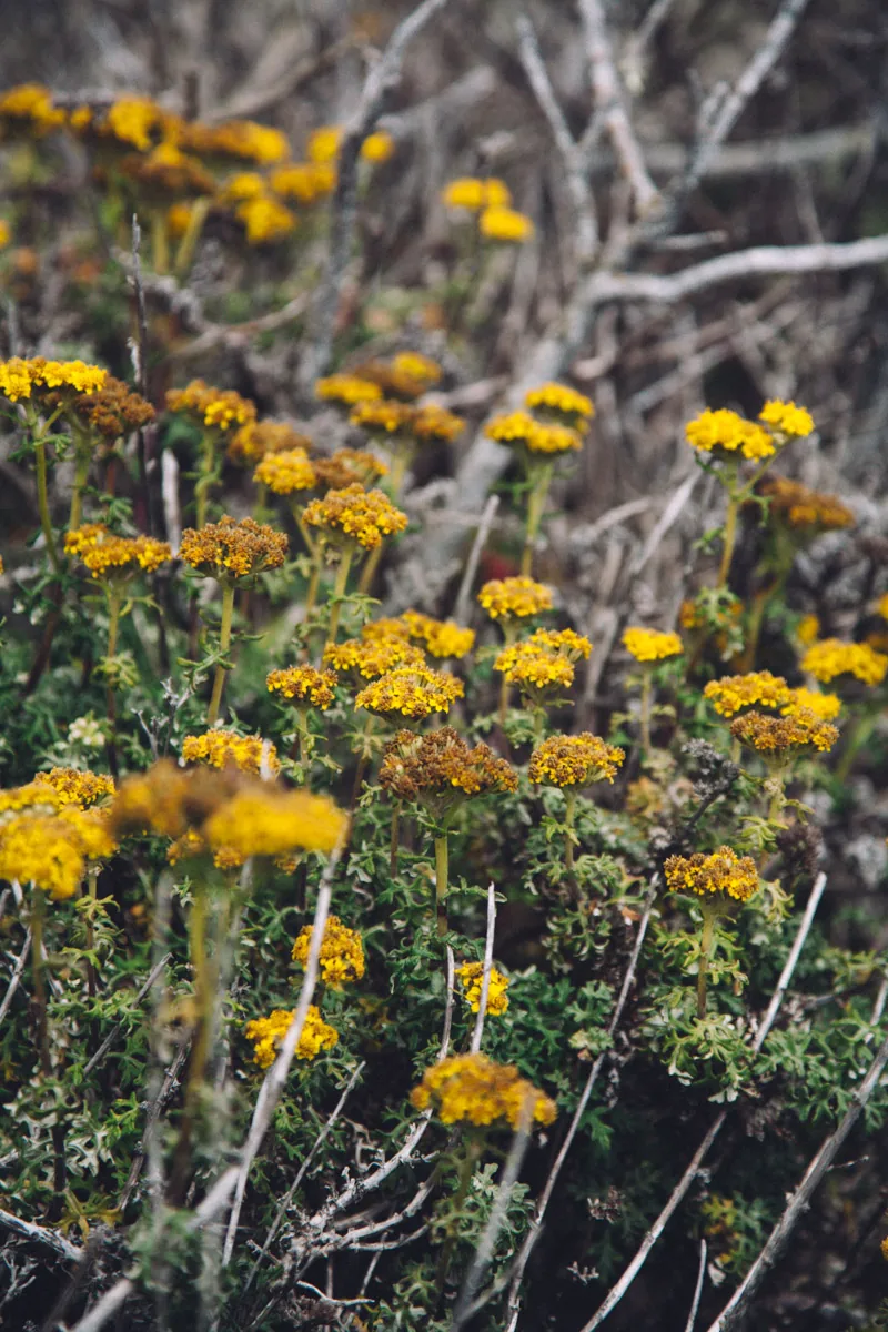 Yellow wildflowers among dry branches