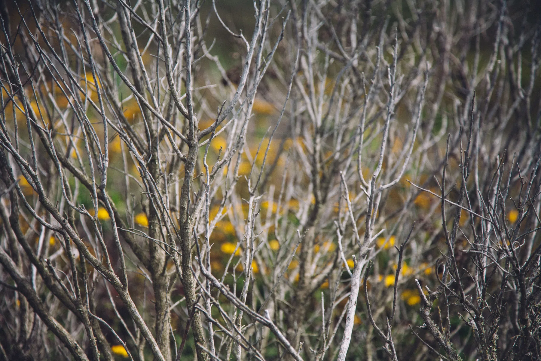 A thicket of grey branches with yellow blooms