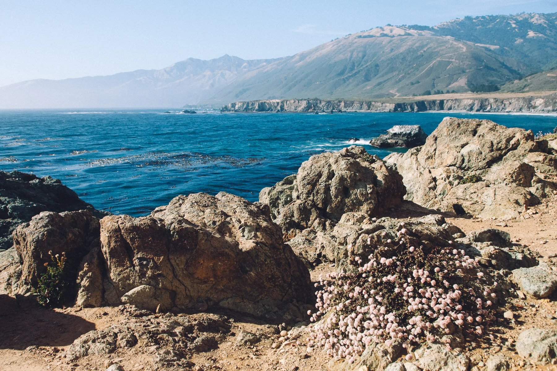 Flowering rocks on the point with the coast beyond