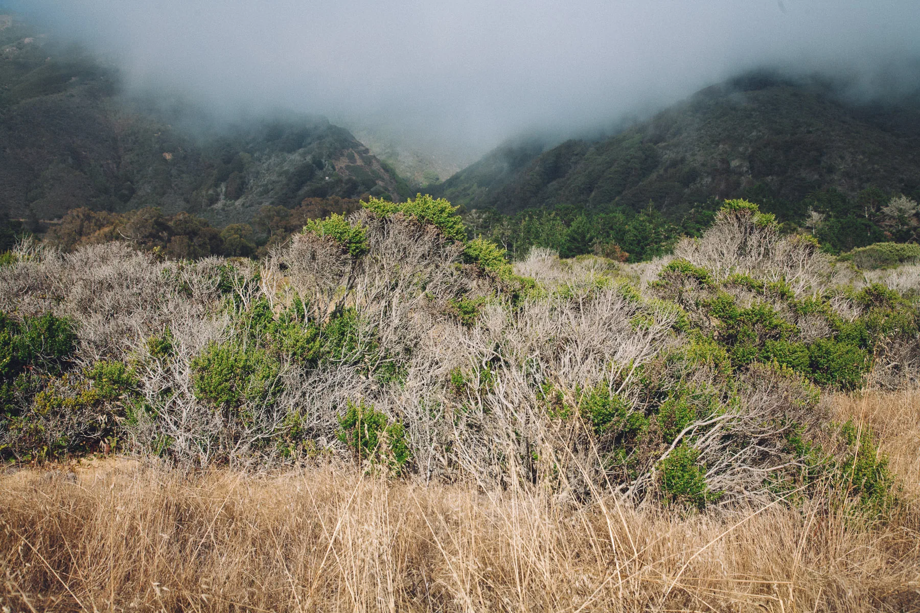 Scrub and dry grass below fog-covered hills