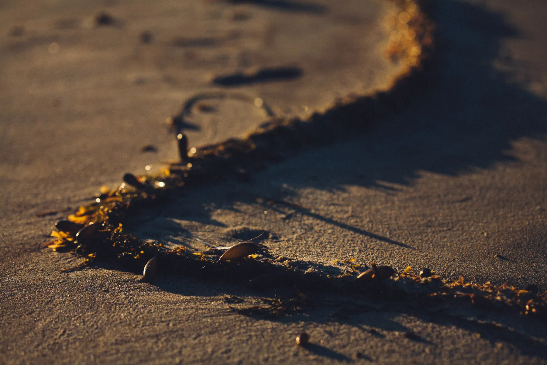 A line of kelp on the sand in warm light