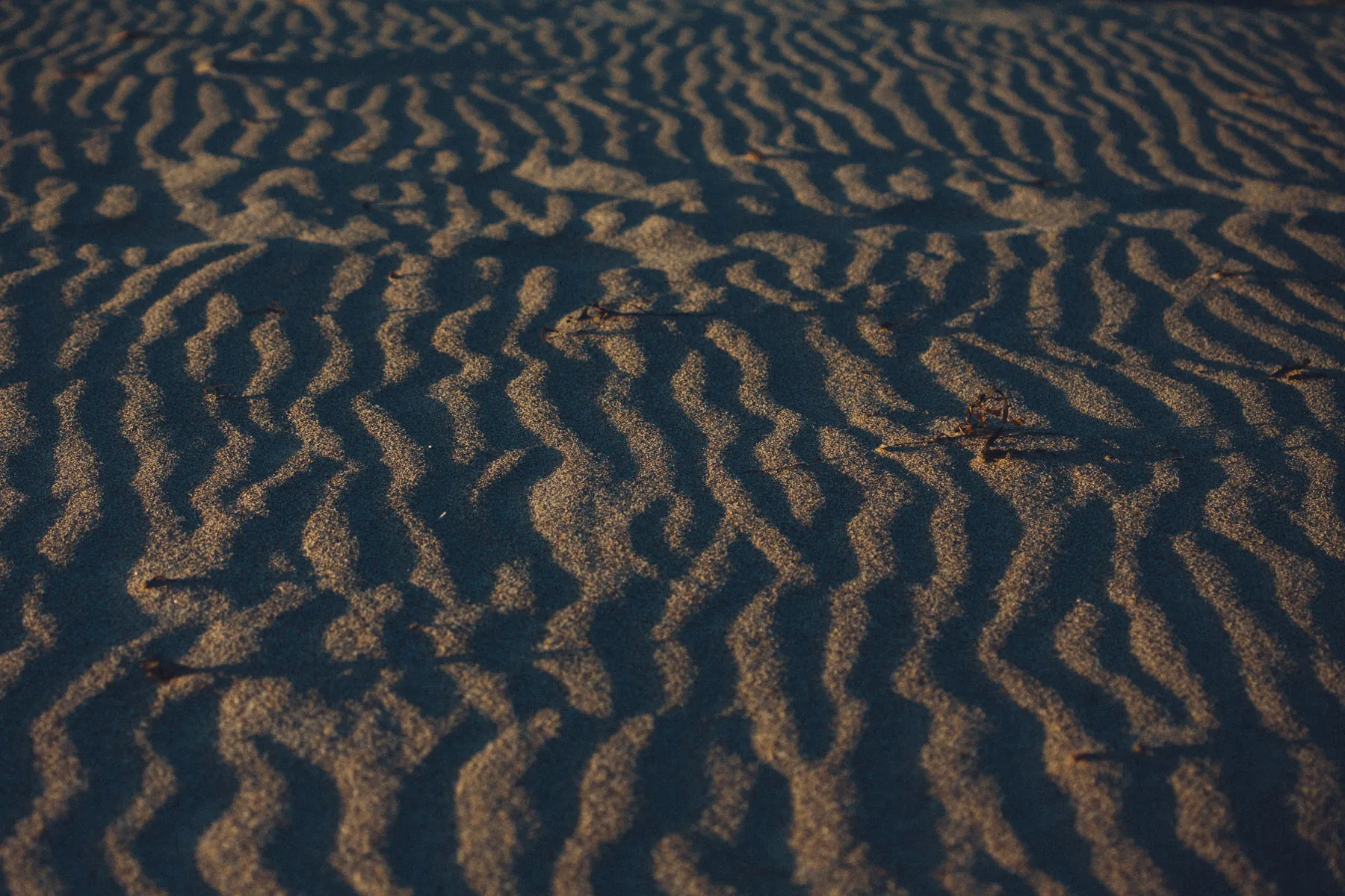 Sand ripples in the late light