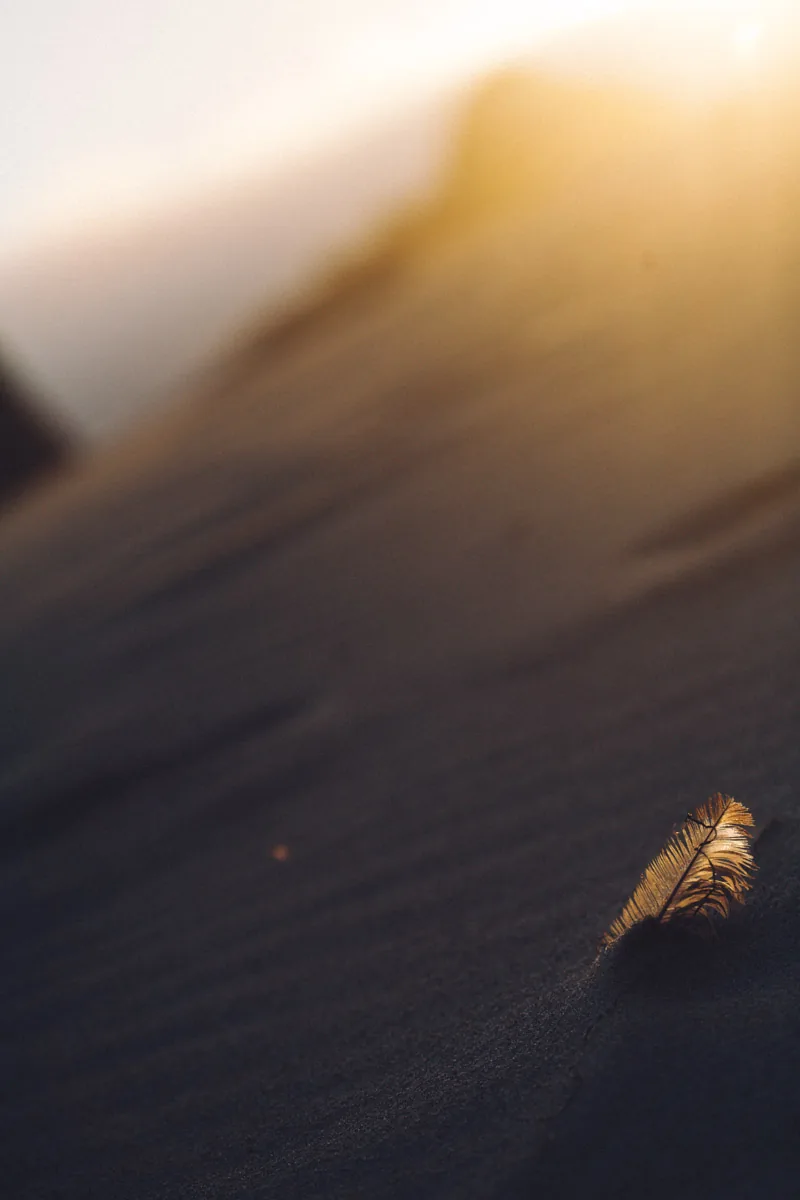 A feather on the sand in the low sun