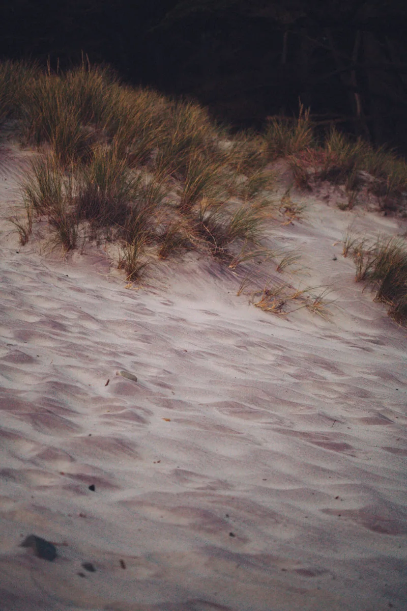 Dune grass on a pale dune