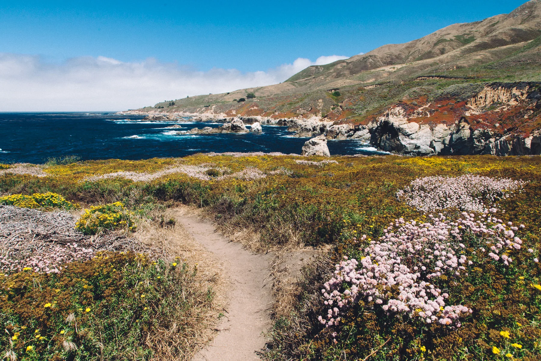 A trail through wildflowers along the coast