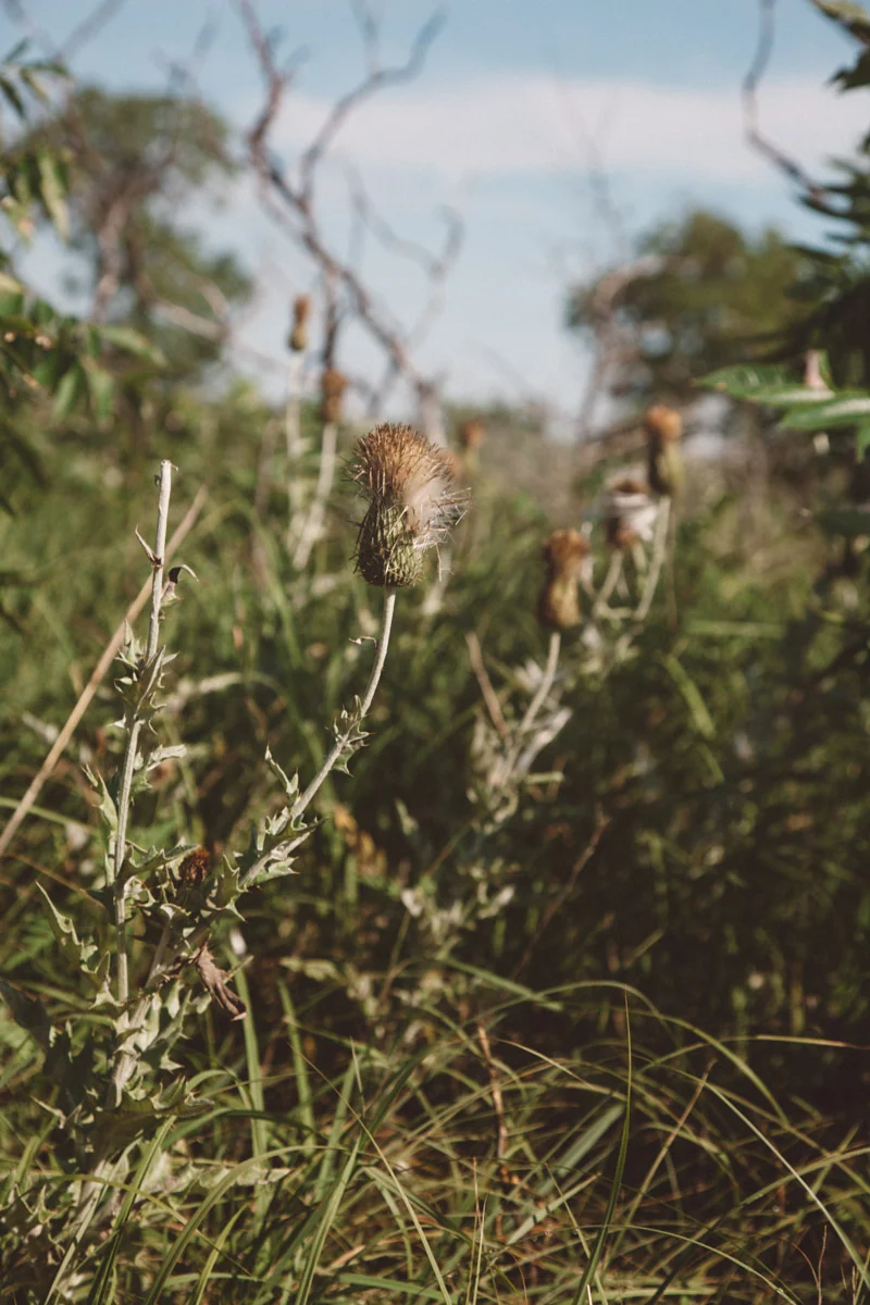 Tall grasses and a thin tree against the light